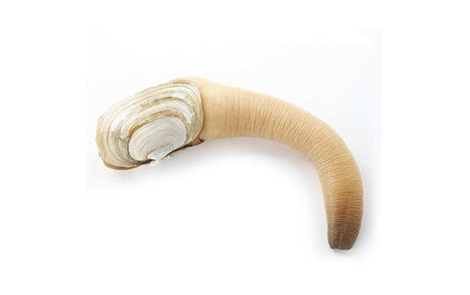 geoduck